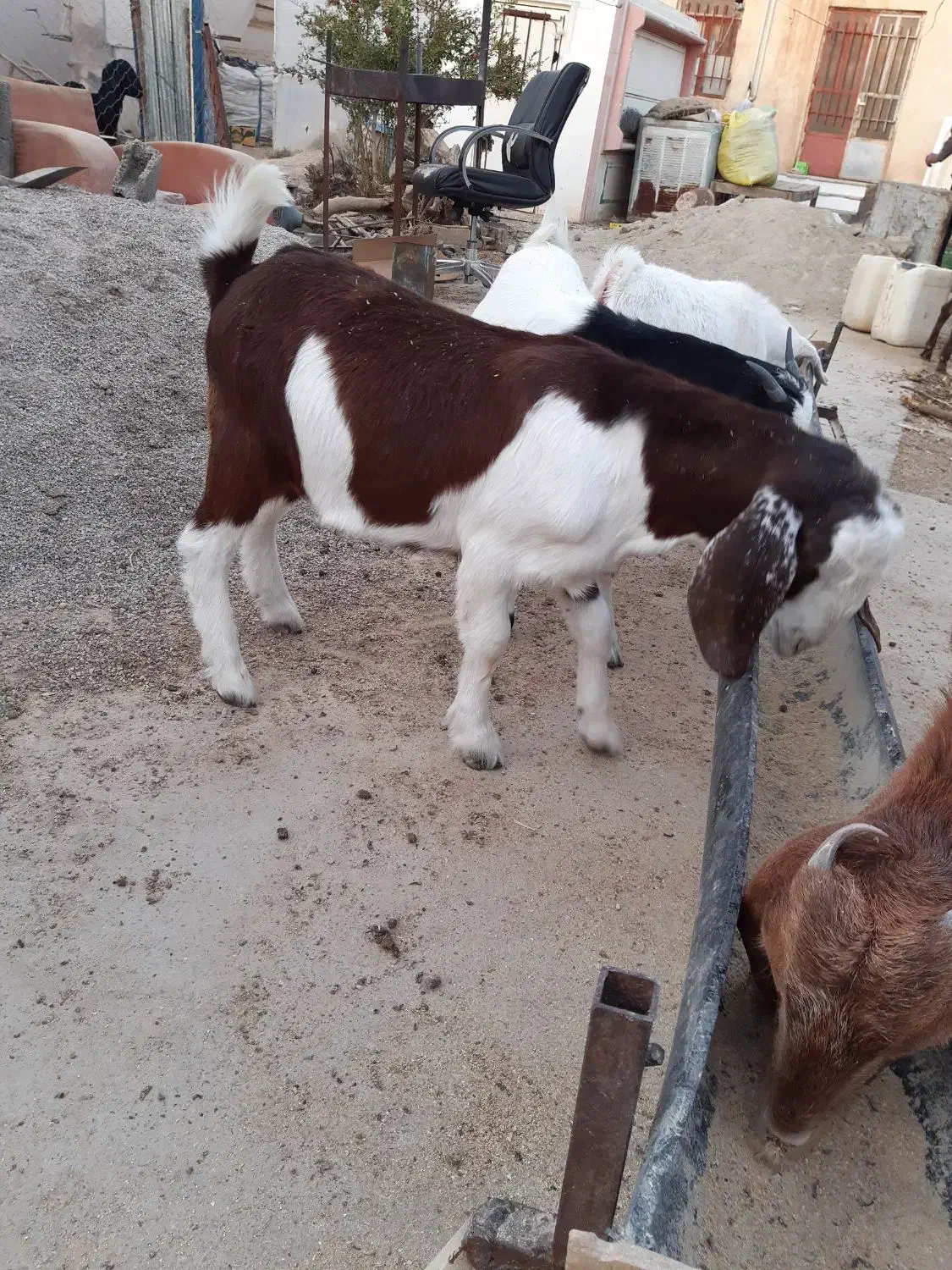 بزغاله دورگ بوئر|حیوانات مزرعه|سمنان, |دیوار