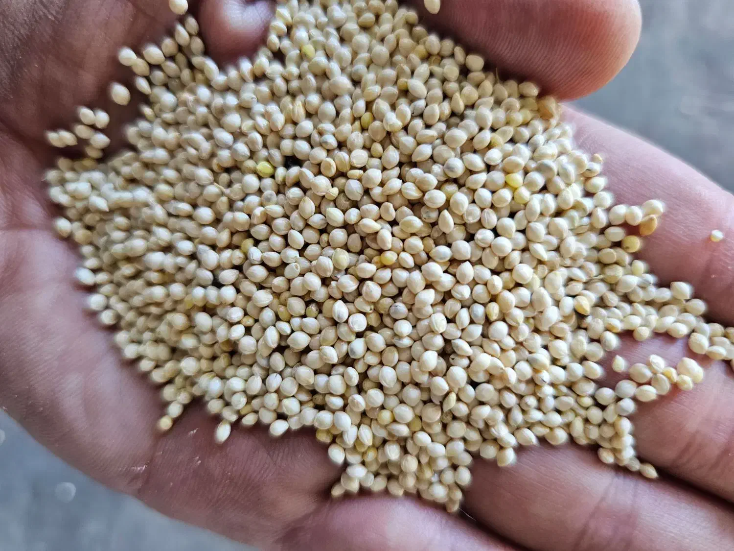 ارزن مرغوب روسی برای تغذیه پرندگان|لوازم جانبی حیوانات|آستارا, |دیوار