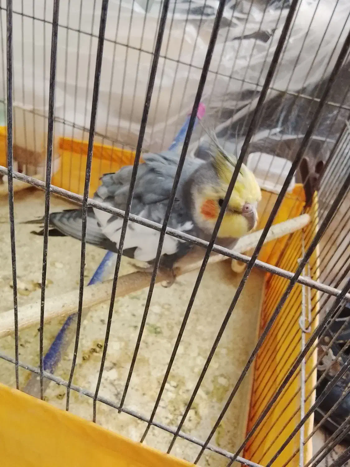 عروس هلندی|پرنده|اردکان, |دیوار