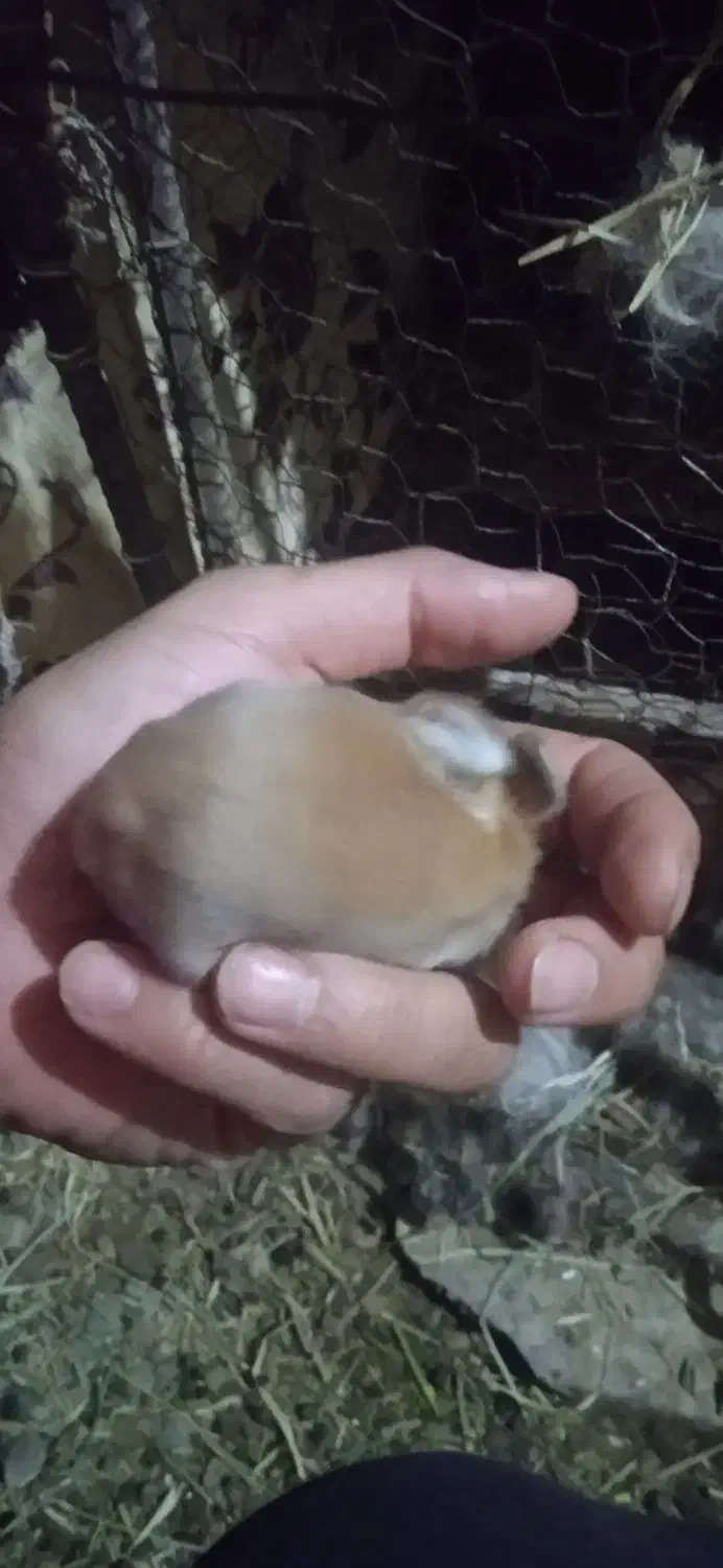 بچه خرگوش لوپ|موش و خرگوش|راور, |دیوار