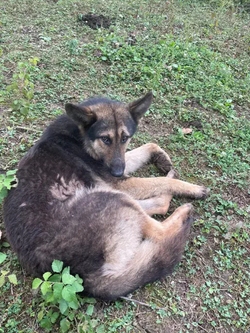 واگذاری ژرمن ورک اصیل|سگ|تالش, هشتپر|دیوار