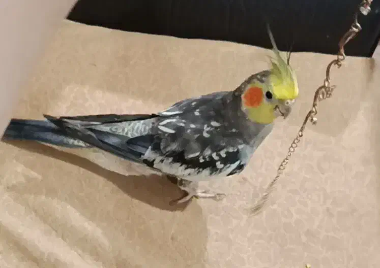 گمشده،عروس هلندی|حیوانات|بندر امام خمینی, |دیوار