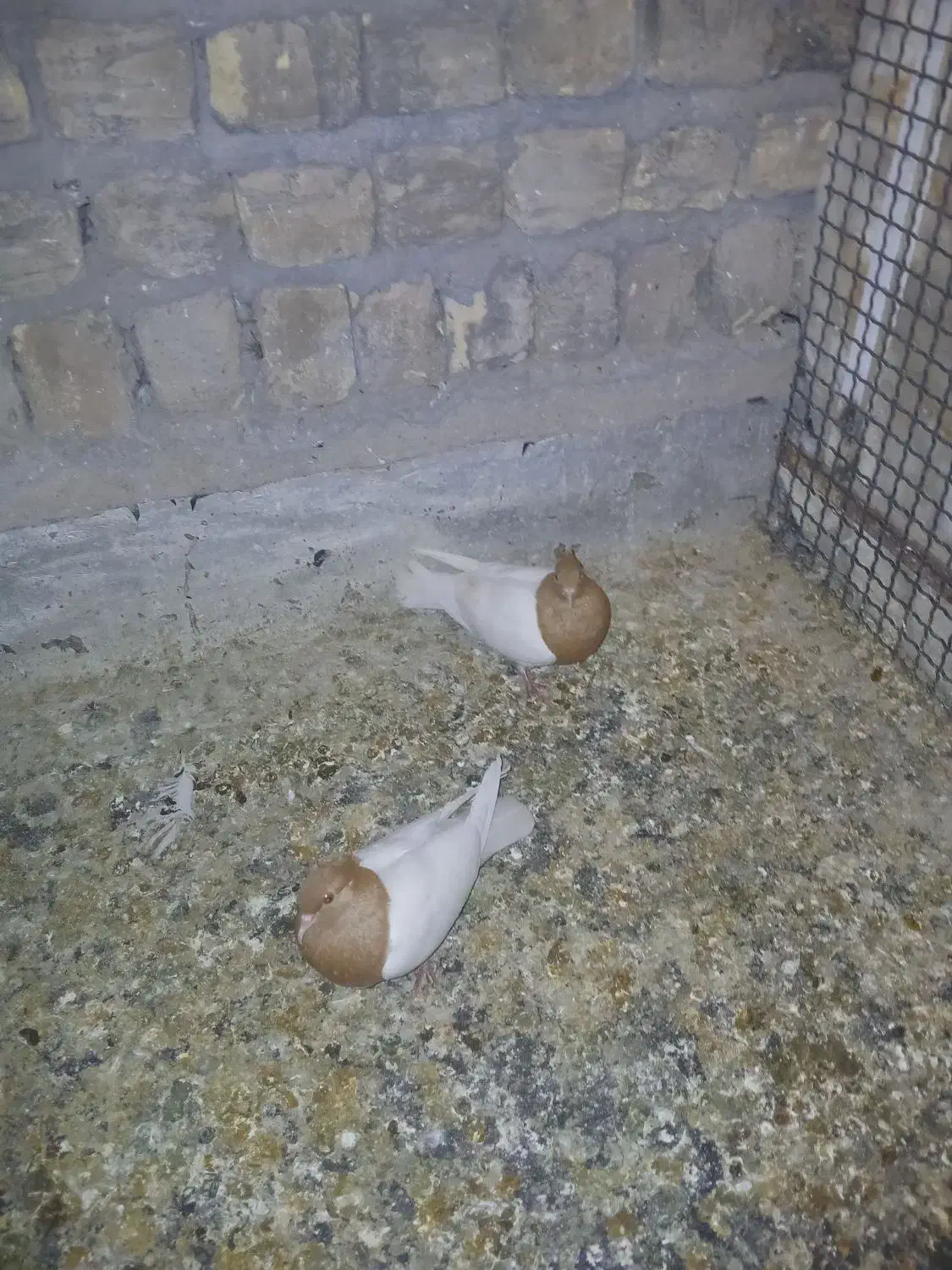 کفتر|پرنده|قم, شهر قائم|دیوار