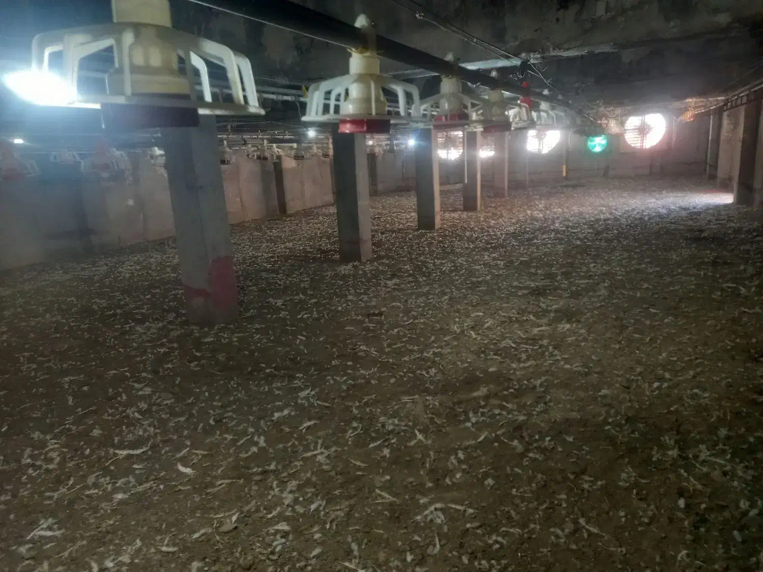 کود مرغی ،کود گوسفندی،گاوی|خدمات باغبانی و درختکاری|دوگنبدان, |دیوار