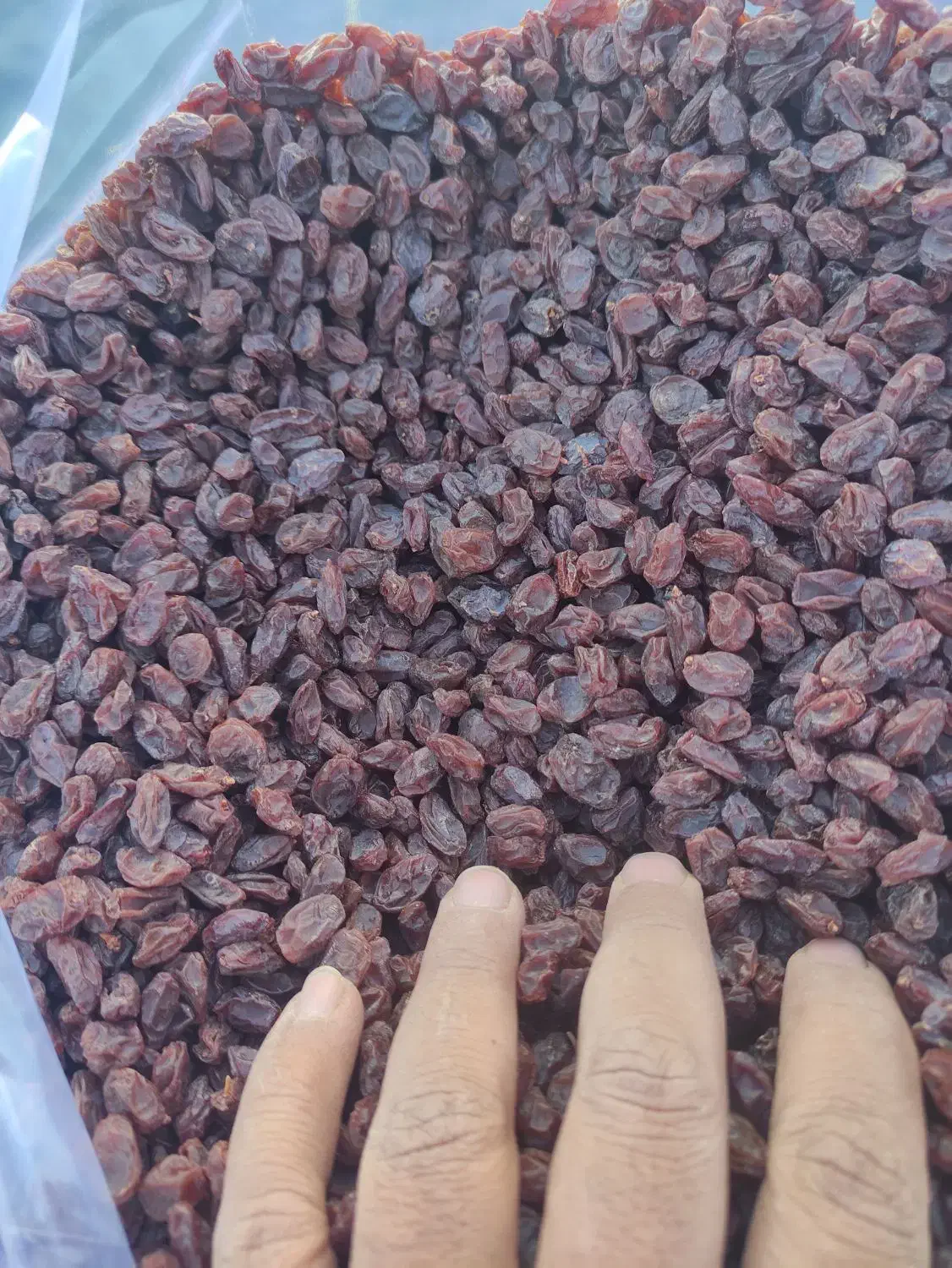 کشمش درجه یک پاک شده|خوردنی و آشامیدنی|شیراز, دباغ خانه|دیوار