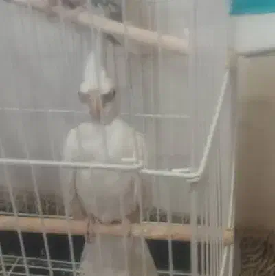 جفت عروس هلندی کارداده|پرنده|شیراز, فضلآباد|دیوار