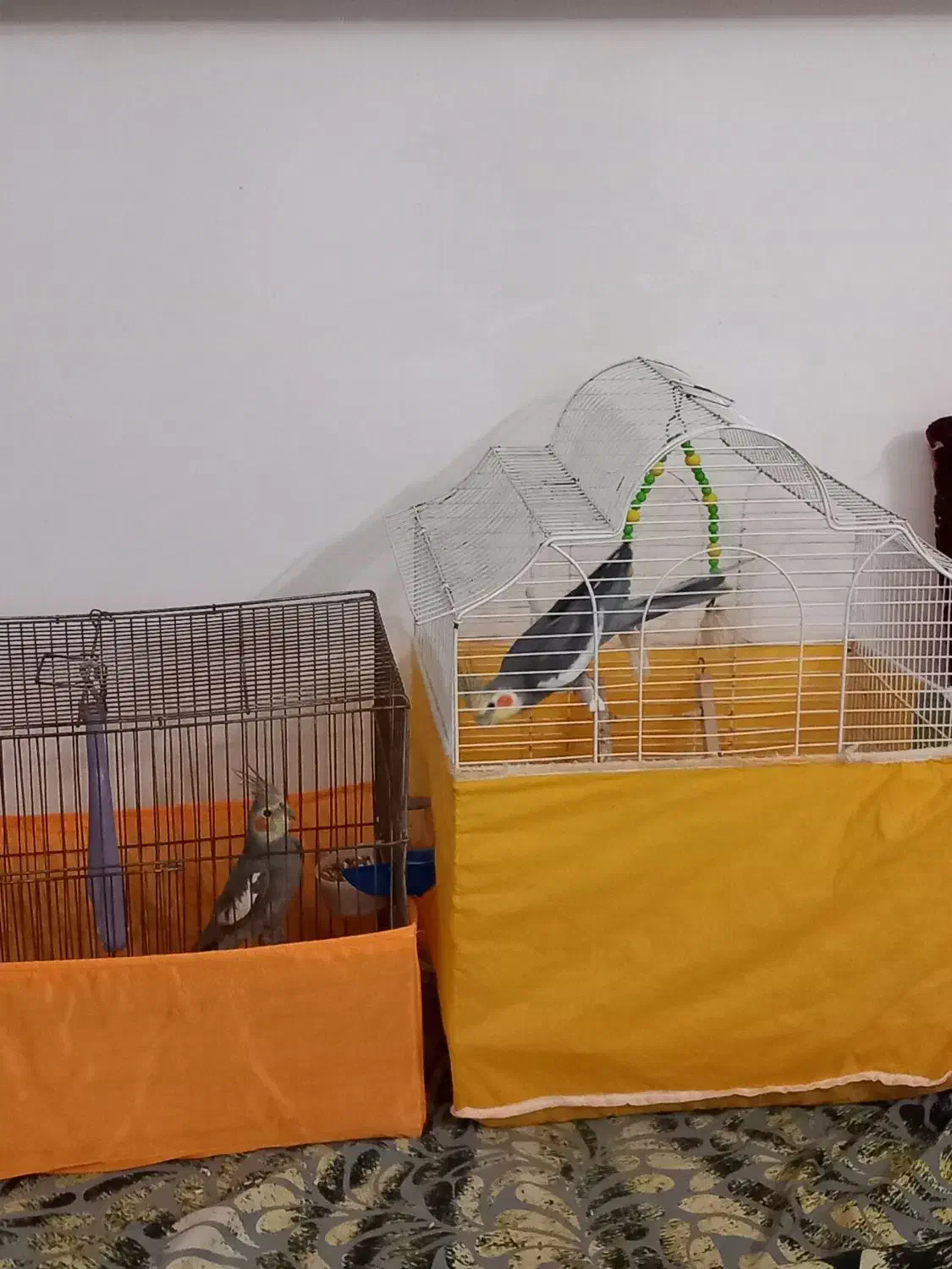 عروس هلندی|پرنده|رودسر, |دیوار