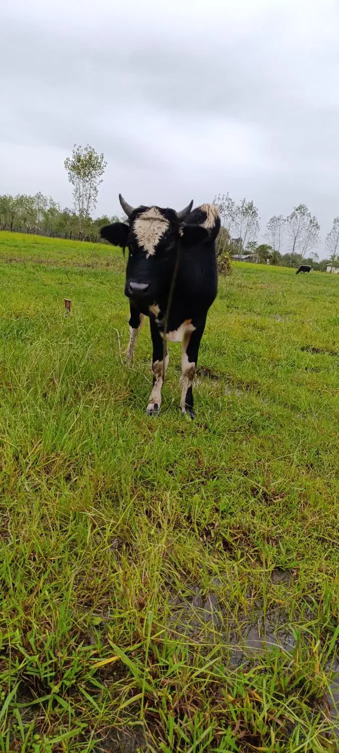 ورزا فروشی|حیوانات مزرعه|گوراب زرمیخ, |دیوار