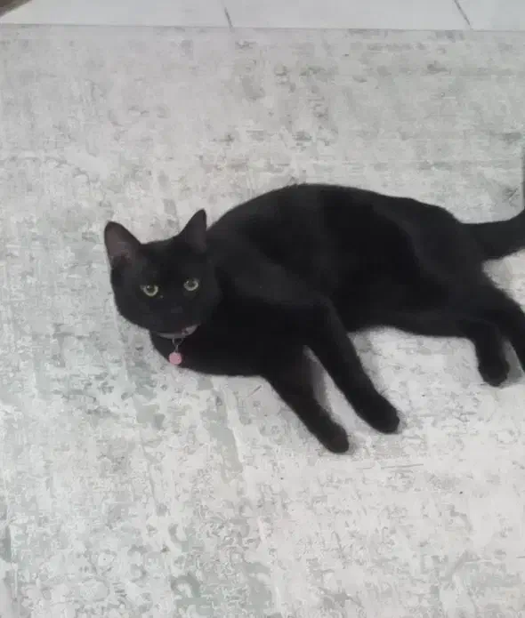 گربه گمشده|حیوانات|اصفهان, ملک|دیوار