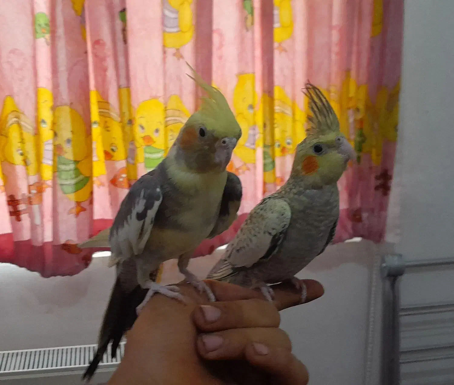 عروس هلندی نروماده|پرنده|زنجان, |دیوار