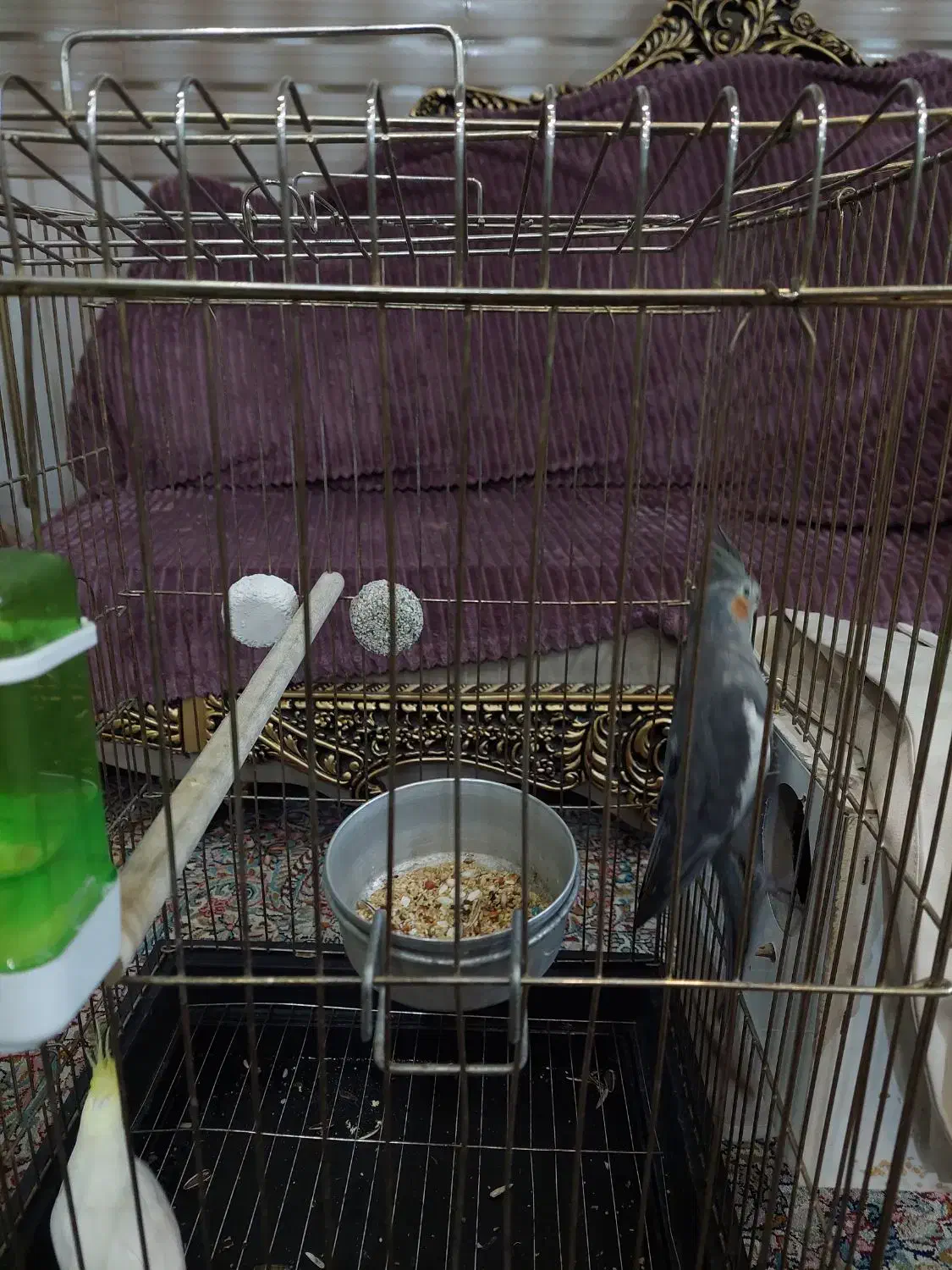 جفت عروس زیبا|پرنده|سیرجان, |دیوار