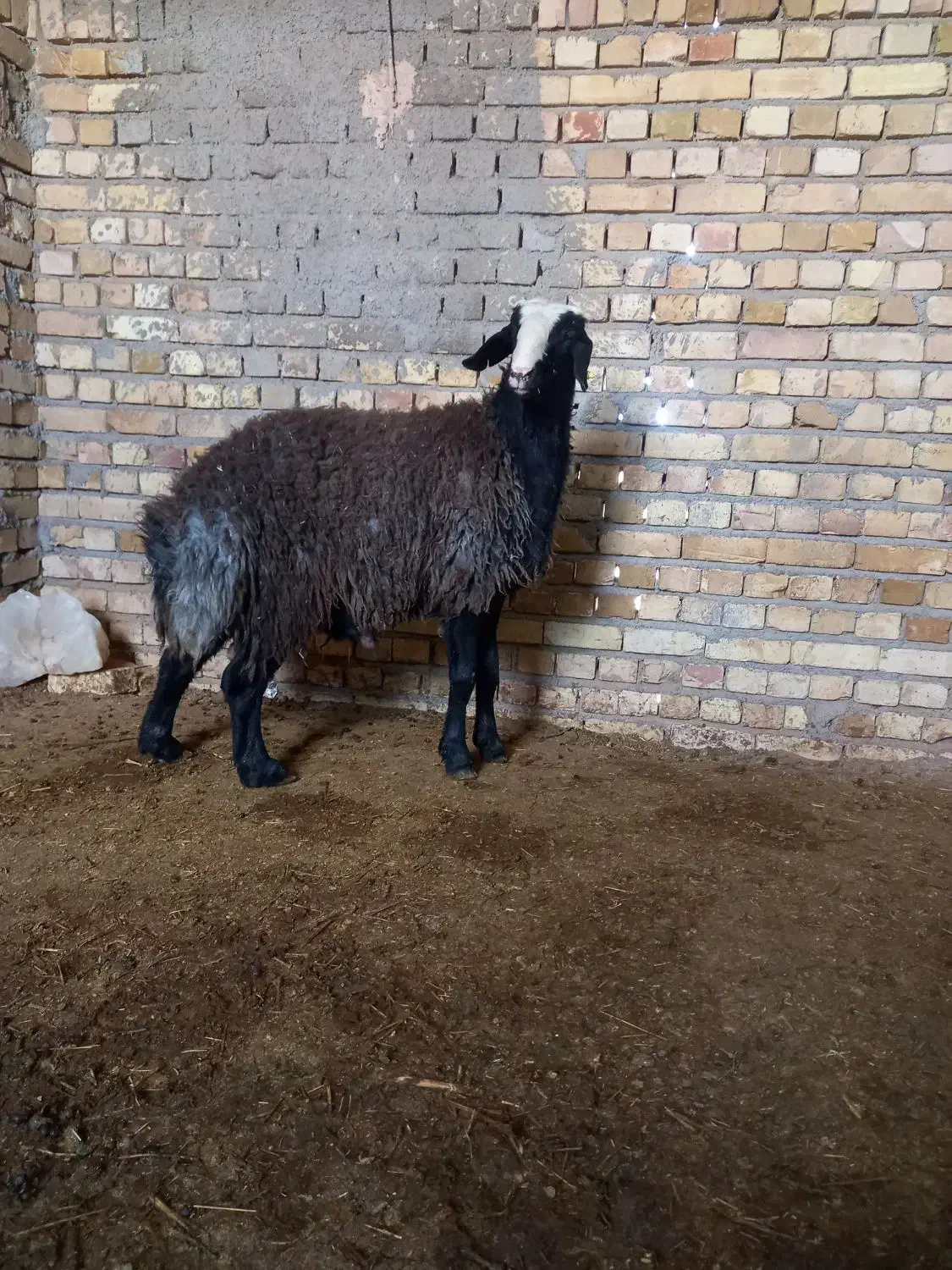 بره قوچی|حیوانات مزرعه|اسفرورین, |دیوار