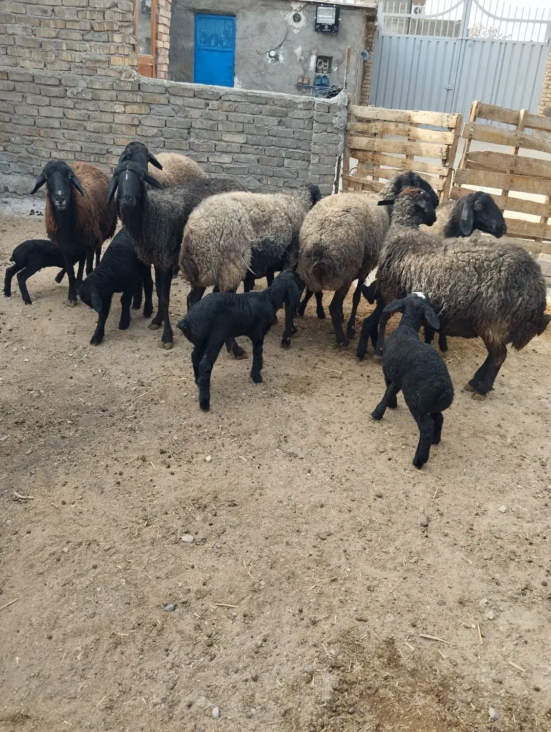 میش وبره|حیوانات مزرعه|پیشوا, |دیوار