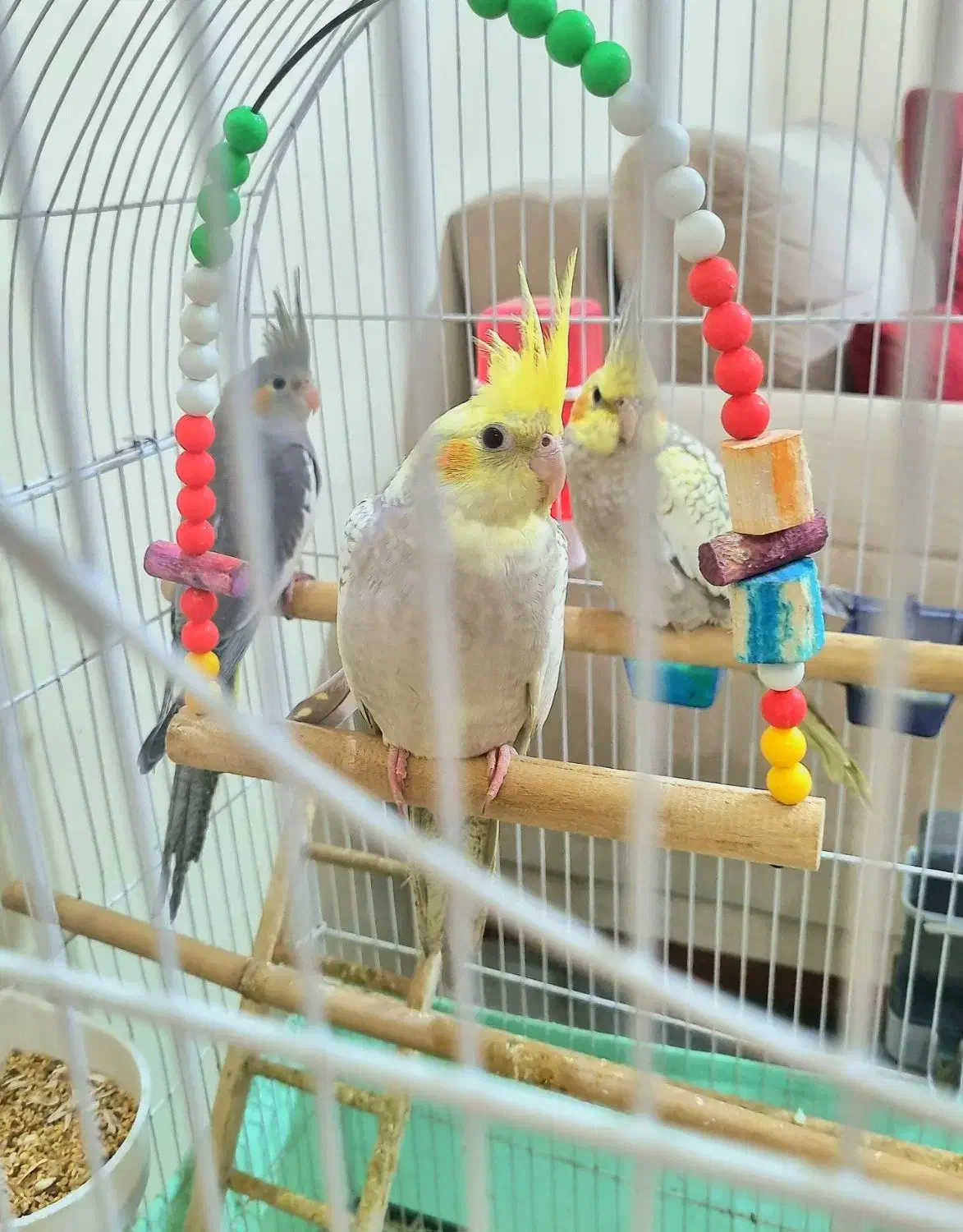 عروس هلندی|پرنده|قرچک, میرزائی جنوبی|دیوار