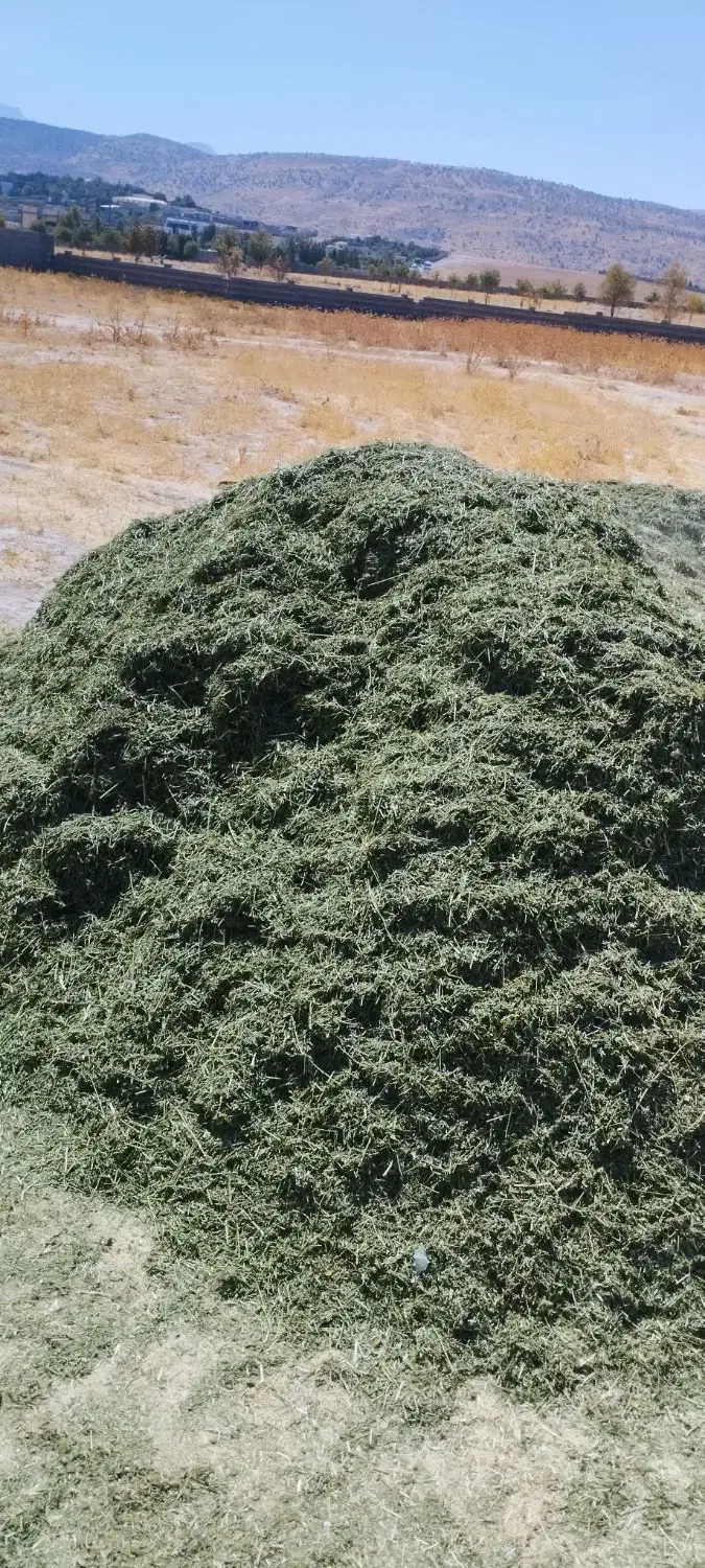 یونجه|حیوانات مزرعه|شیراز, احمدآباد|دیوار