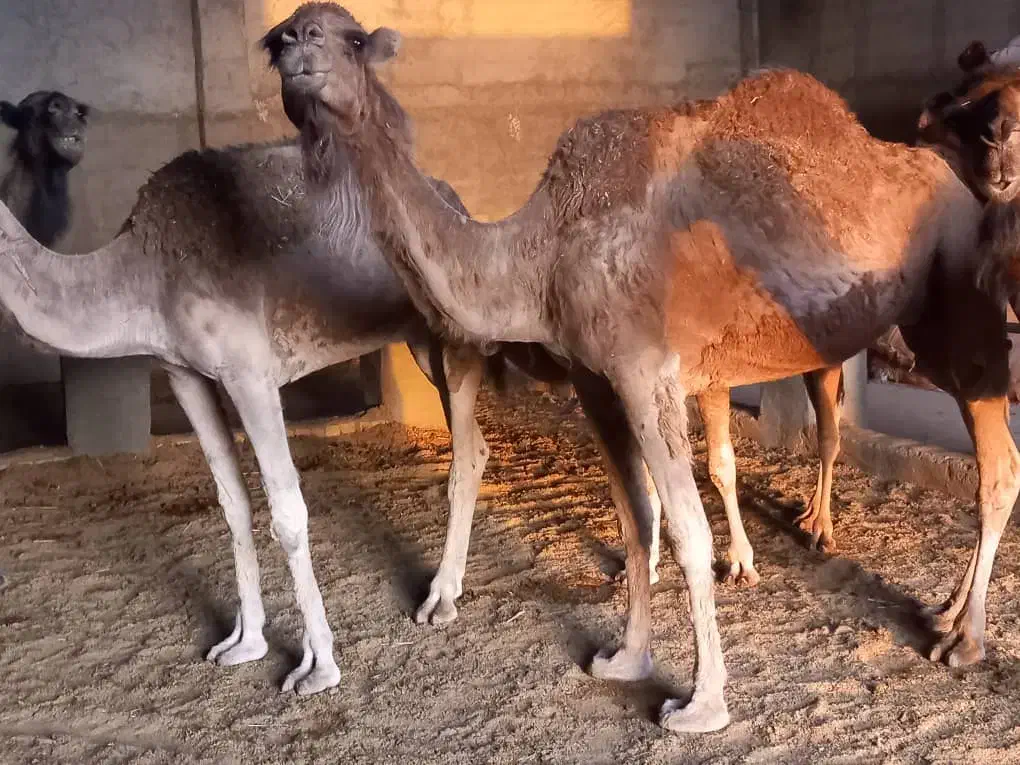 شتر|حیوانات مزرعه|کهریزک, |دیوار