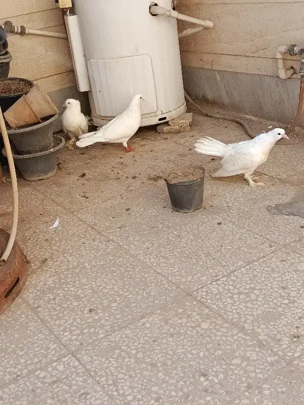 چتری کفتر|پرنده|قم, بکایی|دیوار