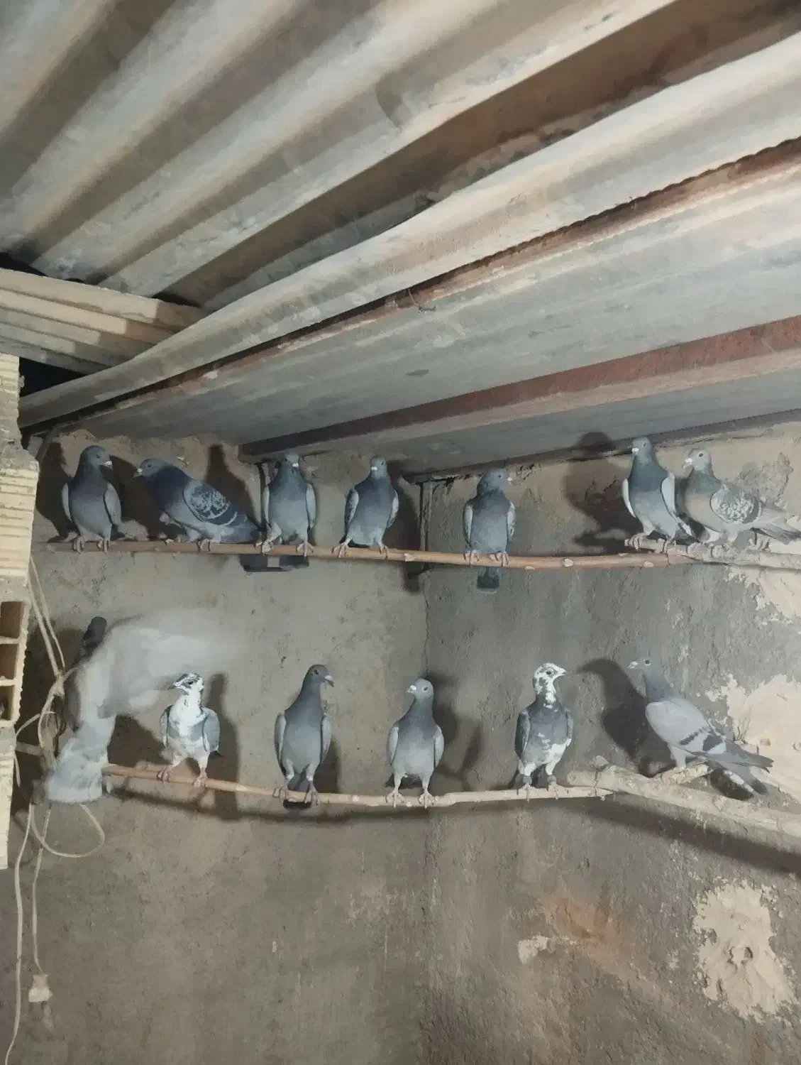 تیپ پلاکی جوان|پرنده|مهریز, |دیوار