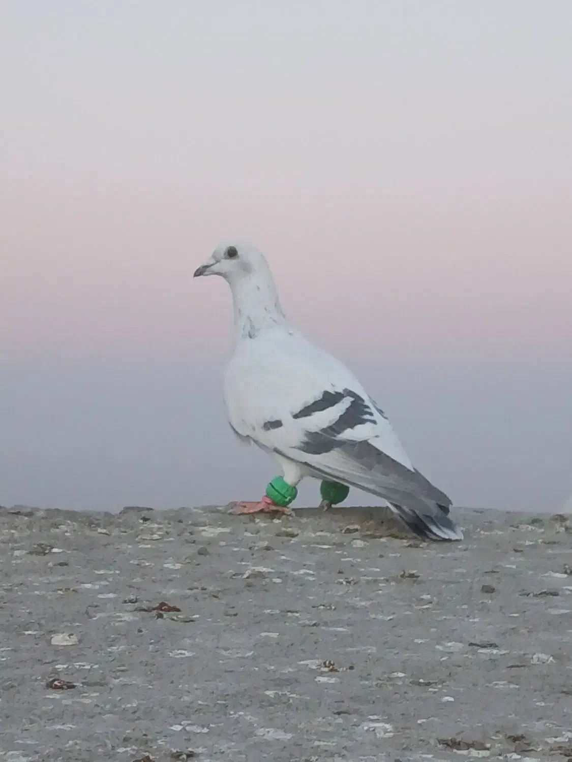 کبوتر|پرنده|تربت جام, جامی|دیوار