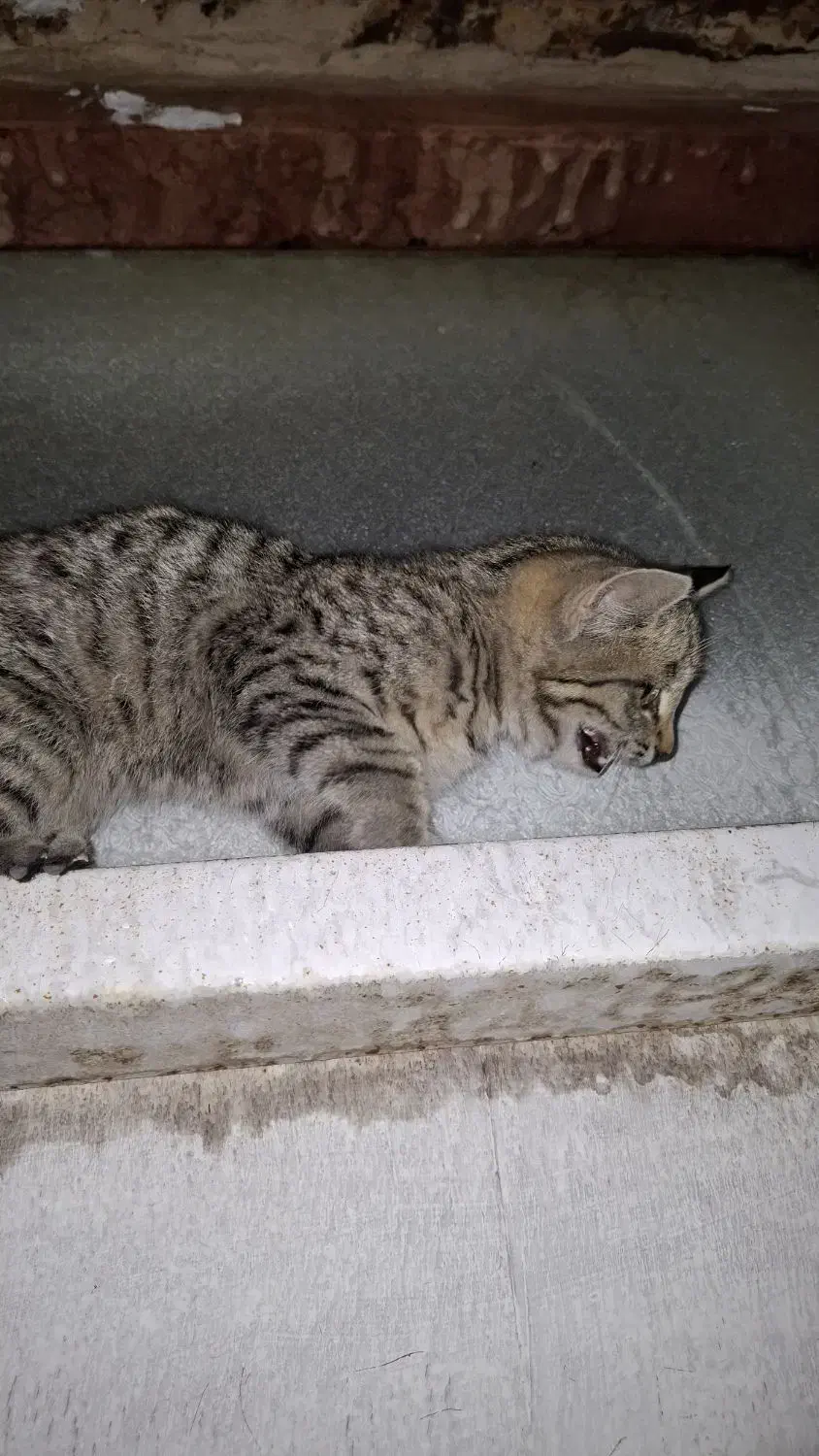 واگذاری بچه گربه|گربه|بجنورد, |دیوار