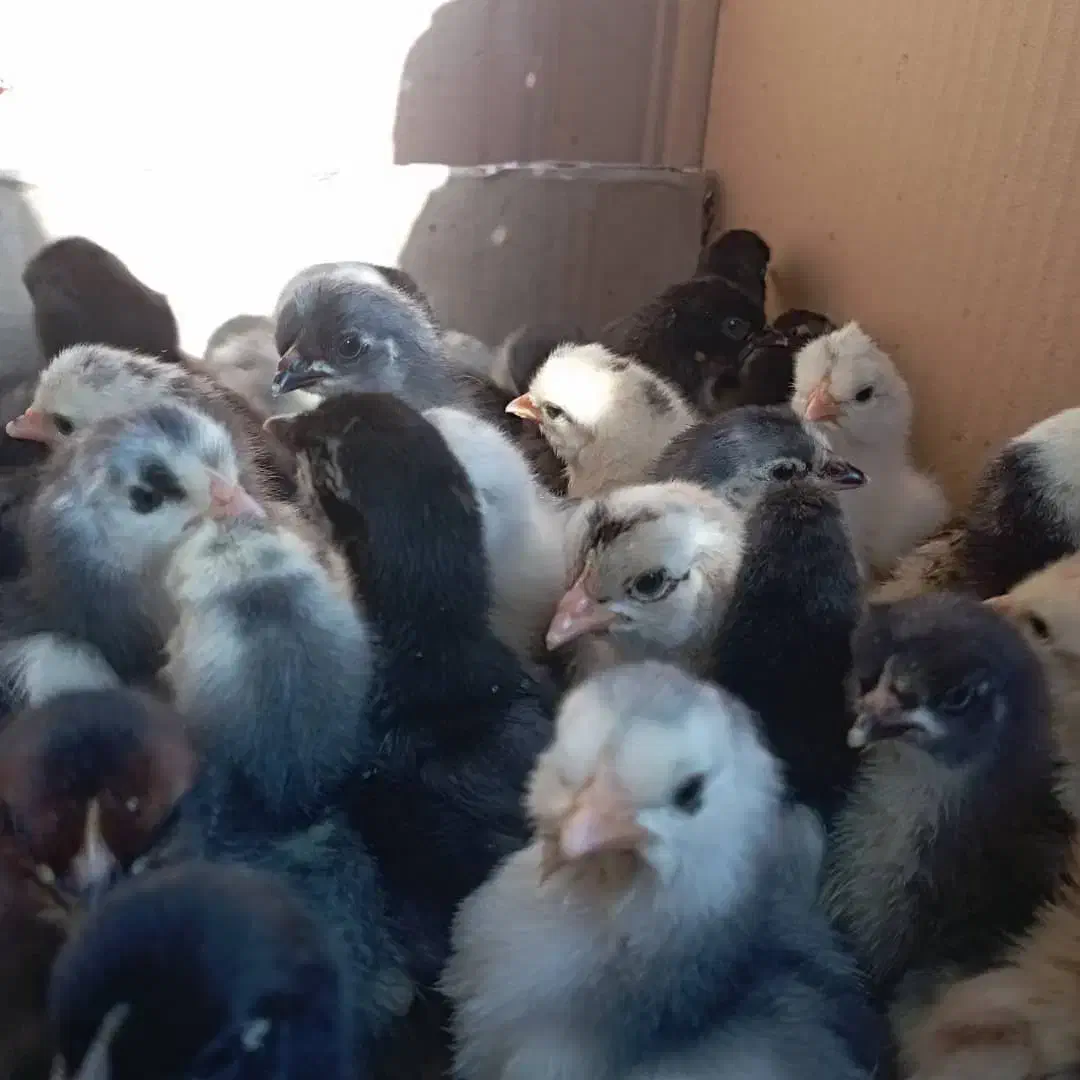 جوجه محلی اصل سرحال،گلین ،ریشی وطوسی|حیوانات مزرعه|برازجان, |دیوار