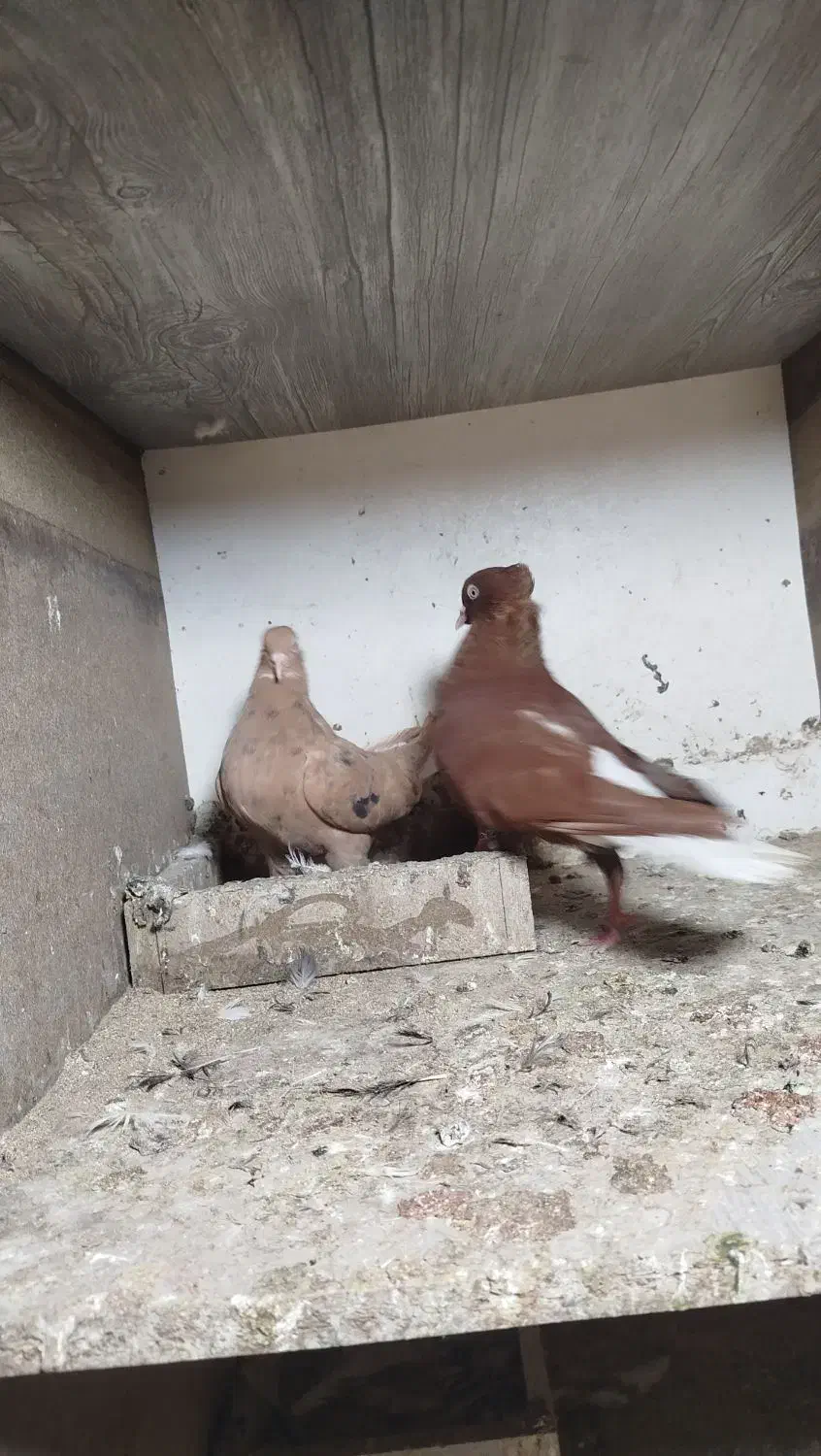 دمسفید|پرنده|تهران, شهرک ابوذر|دیوار