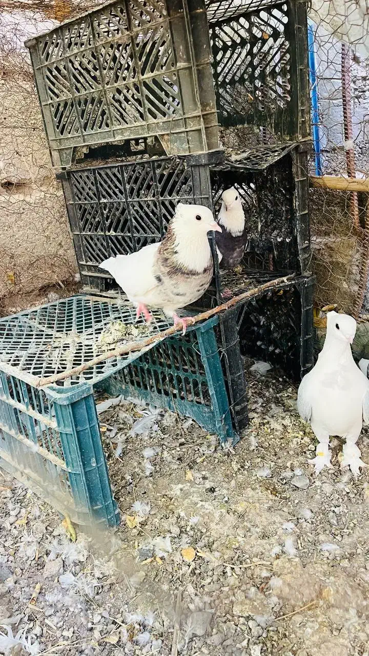 کبوتر طوقی|پرنده|جیرفت, |دیوار