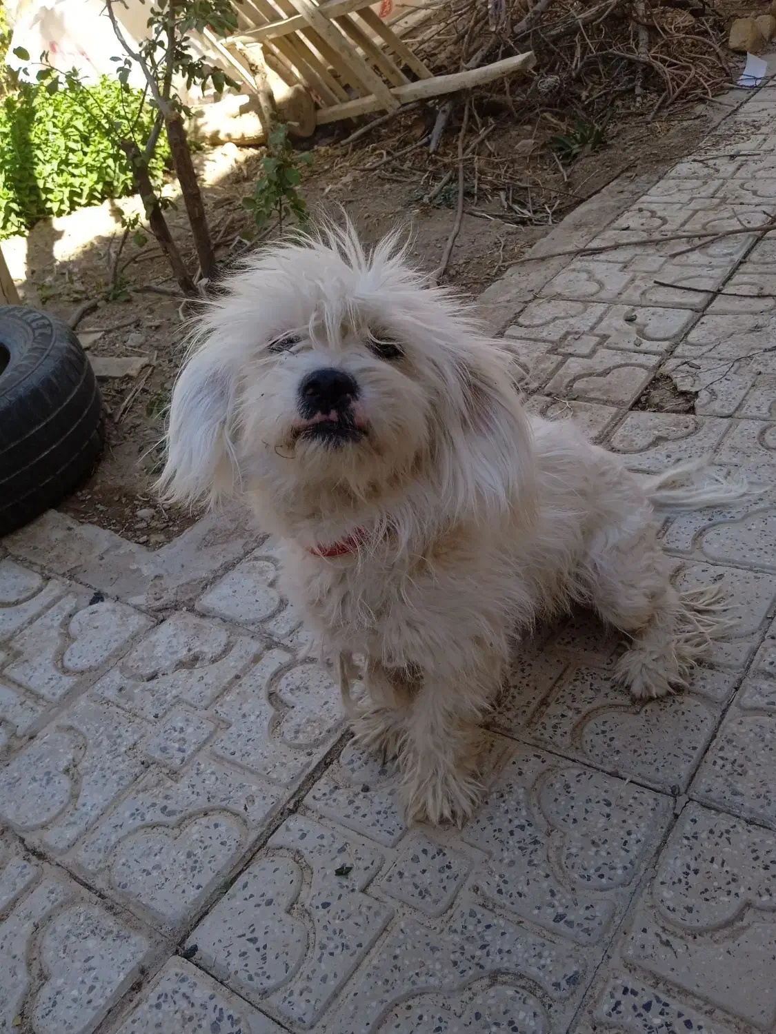 واگذاری|سگ|بهمن صغاد, |دیوار