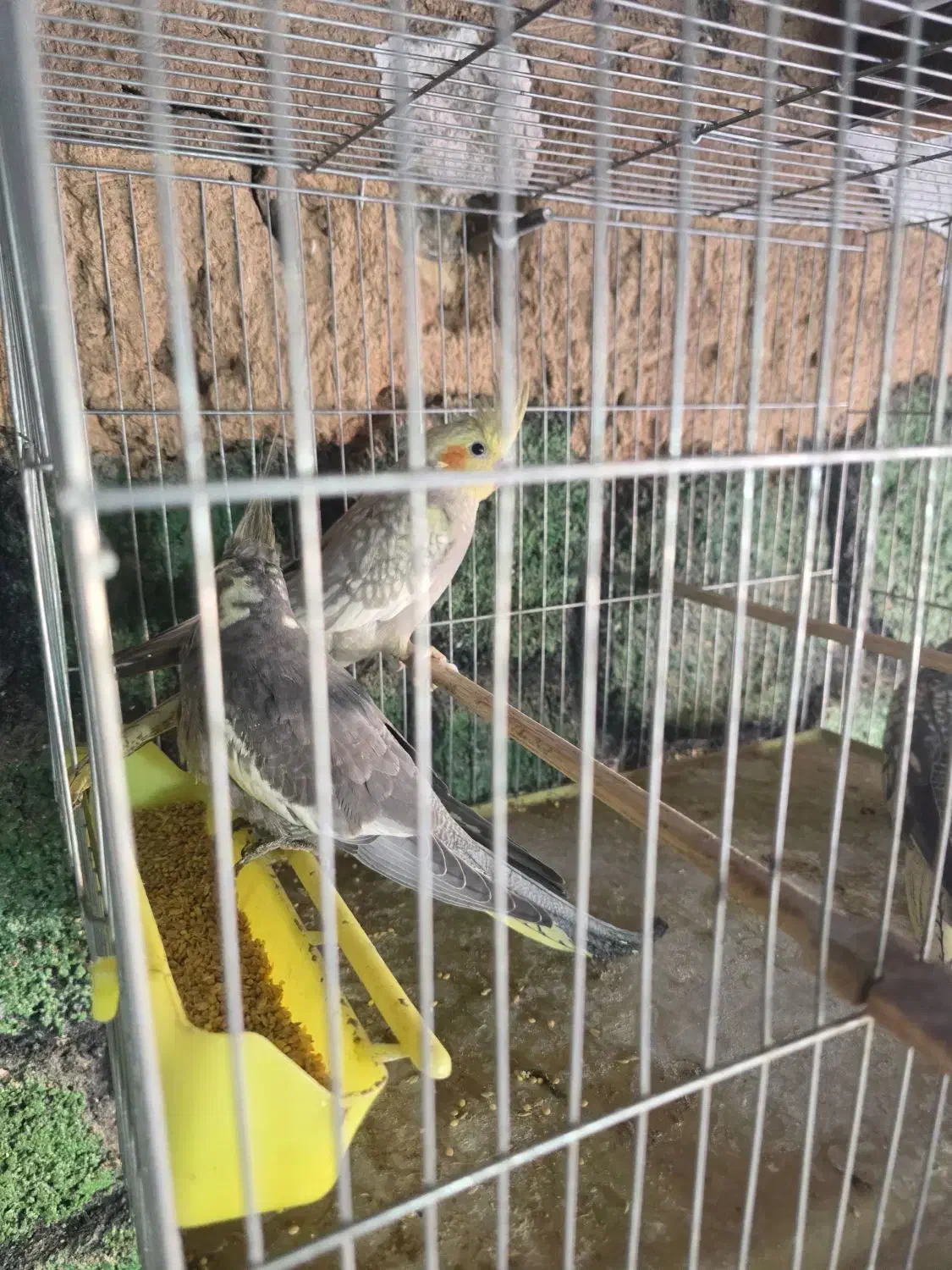 عروس هلندی|پرنده|یزد, |دیوار