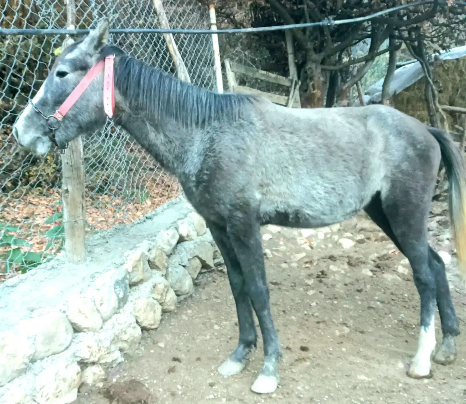 کره مادیان ۱۹ماهه ترکمنی|اسب و تجهیزات اسبسواری|گرگان, |دیوار