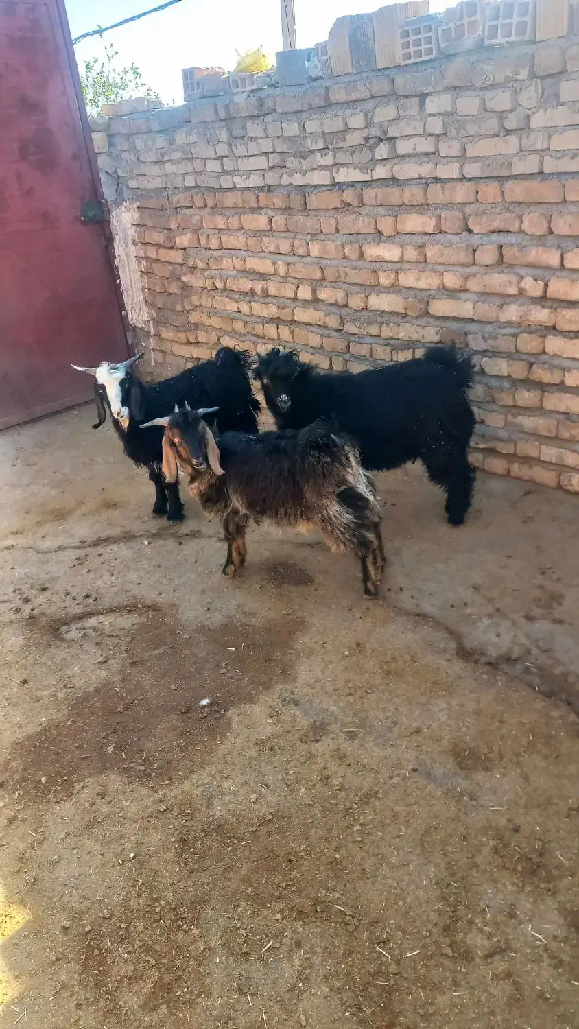 ۱۲۳|حیوانات مزرعه|پلدختر, |دیوار