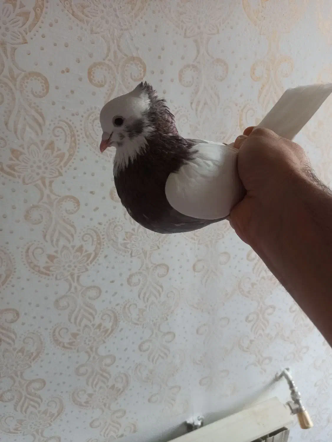 طوقی نر|پرنده|نقده, |دیوار