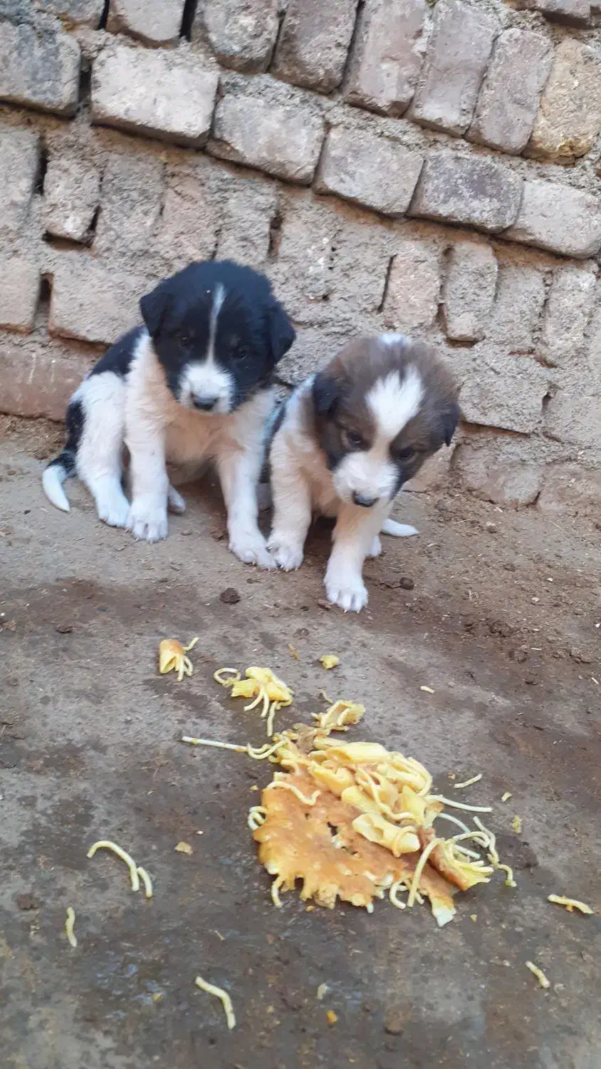 توله سرابی|سگ|اسدآباد, |دیوار