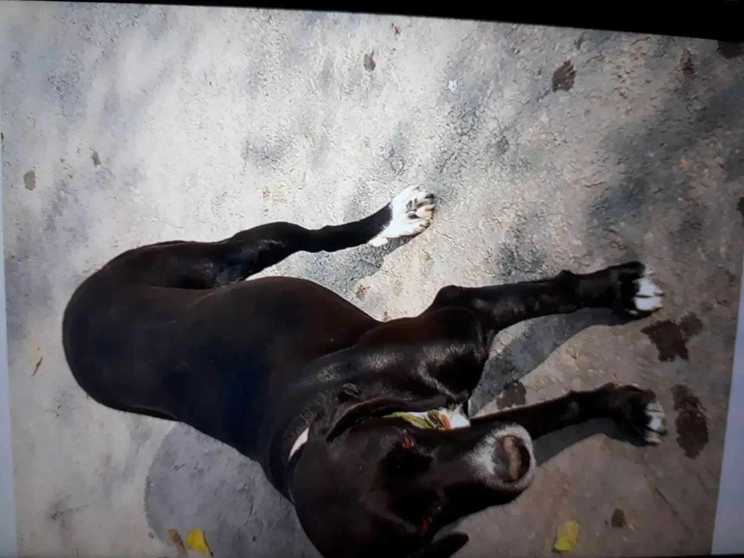 سگ آلمان|سگ|فراغی, |دیوار