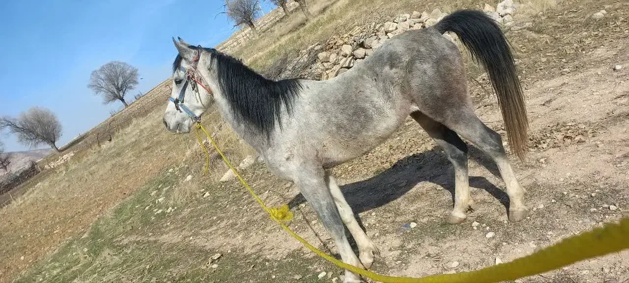 اسب نژاد دار اصیل|اسب و تجهیزات اسب‌سواری|خرم‌آباد, |دیوار