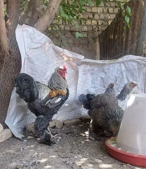 فروش انواع تخم مرغ برهما و ویاندوت (سیلور)|حیوانات مزرعه|قنوات, |دیوار