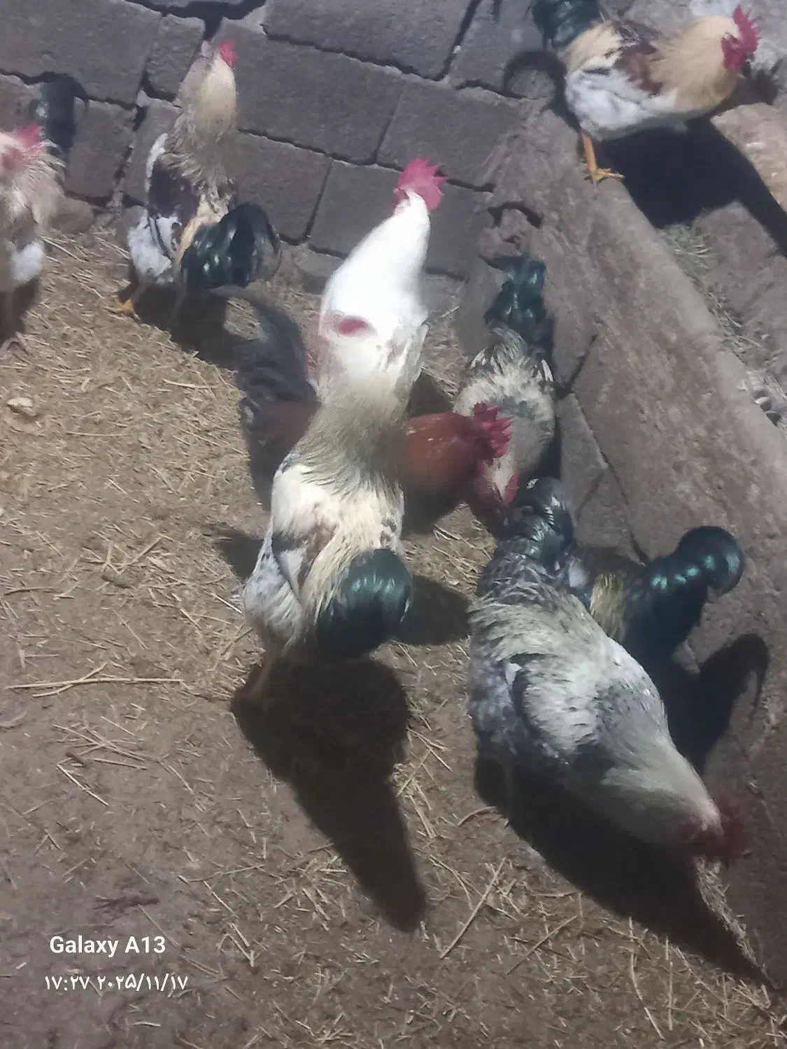 خروس.|حیوانات مزرعه|خسروشاه, |دیوار