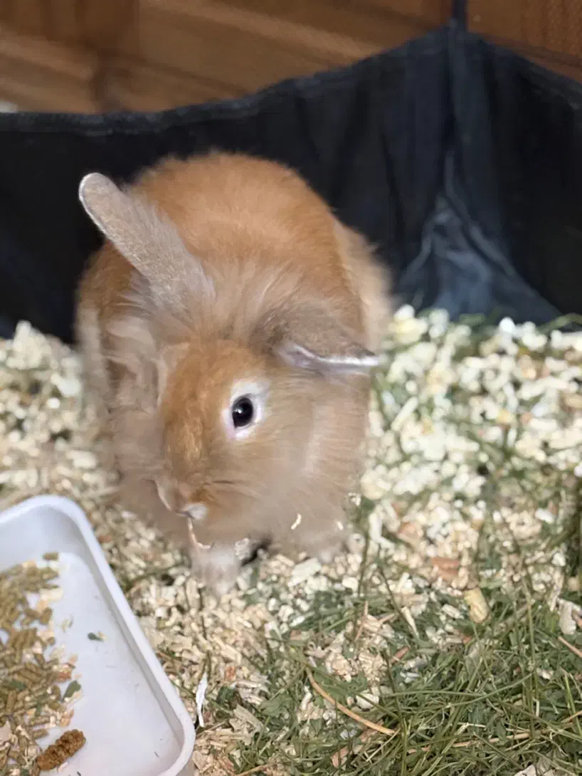 خرگوش لوپ بازیگوش با وسایل به فروش میرسد|موش و خرگوش|اردبیل, |دیوار