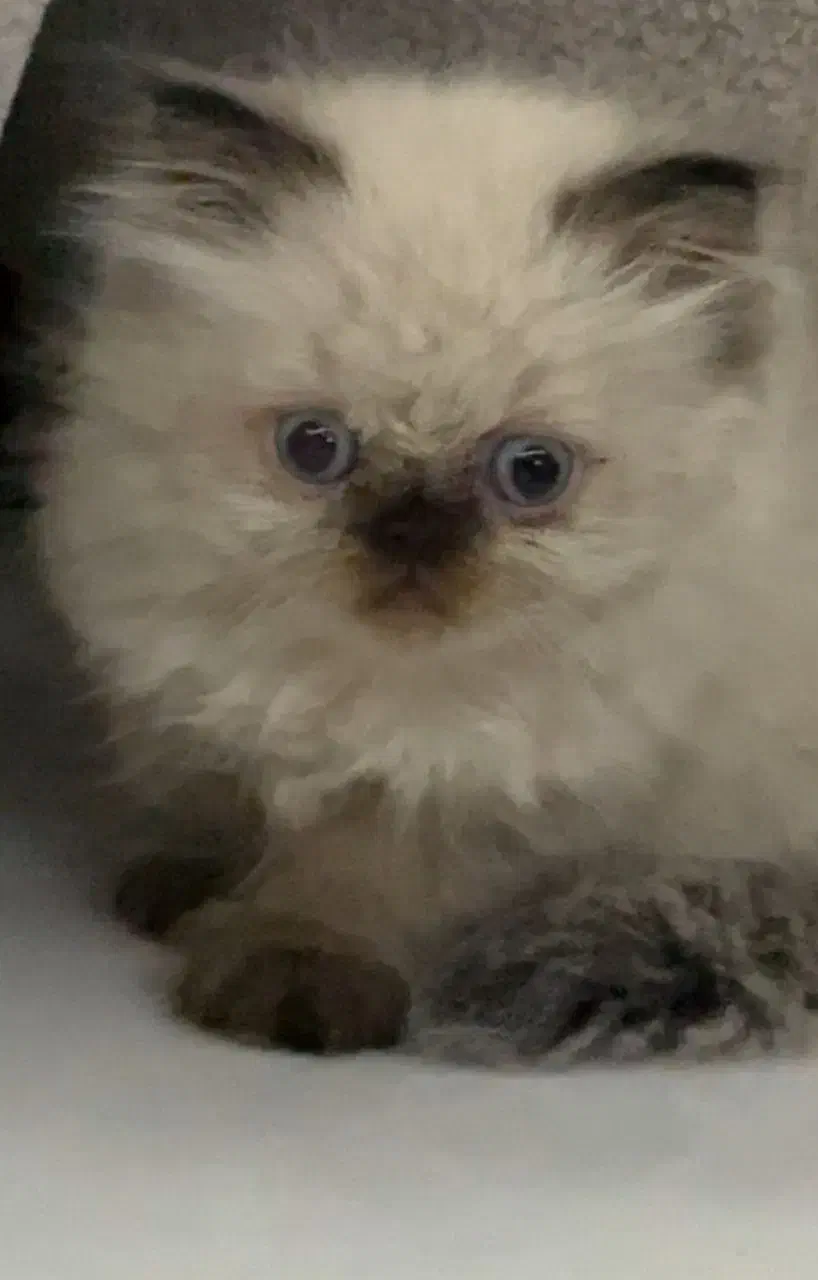 گربه رگدال هیمالین|گربه|اصفهان, خلجا|دیوار