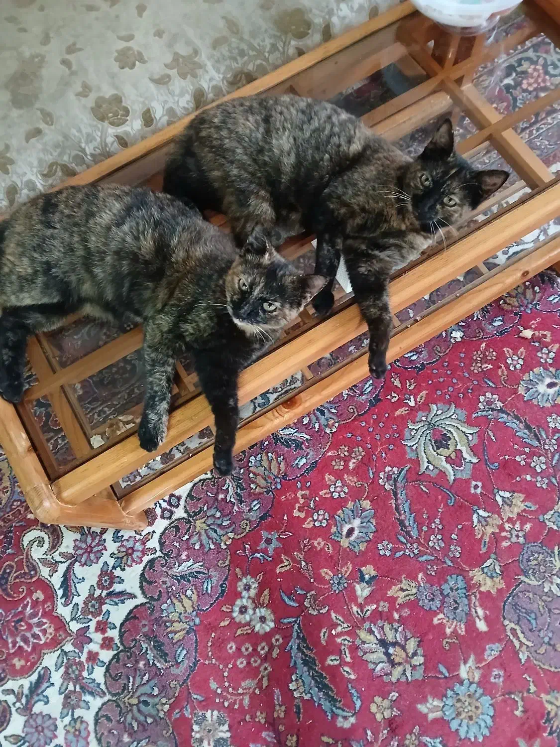 سلام بچه گربه ها و گربه ها رایگان واگذار میشه|گربه|رشت, حمیدیان|دیوار