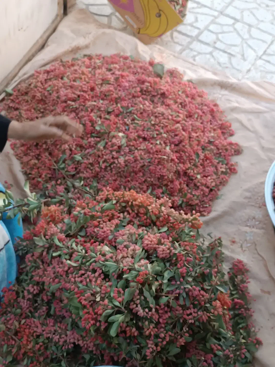 زرشک / کبوتر|خوردنی و آشامیدنی|مشهد, شهید علی محمدی|دیوار