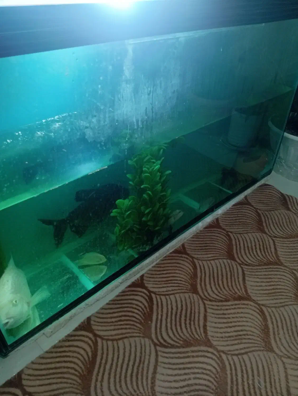 پیرانا|ماهی|اقبالیه, |دیوار