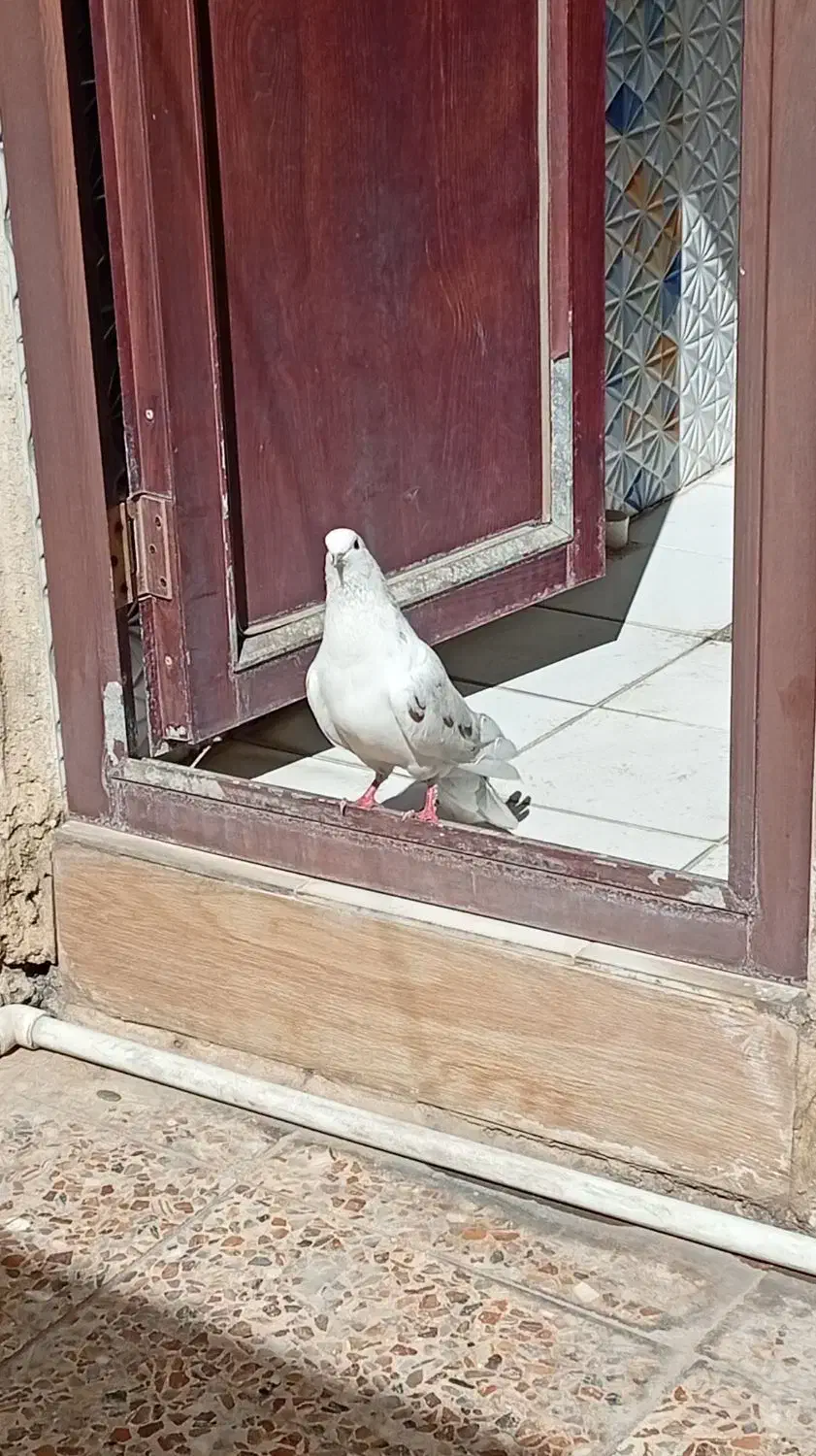 کبوتر|پرنده|مسجد سلیمان, |دیوار