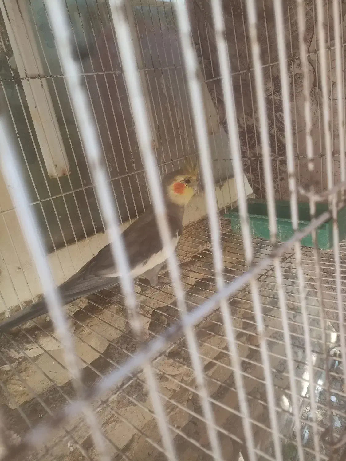 پرنده|پرنده|تربتحیدریه, ۴۵ متری|دیوار