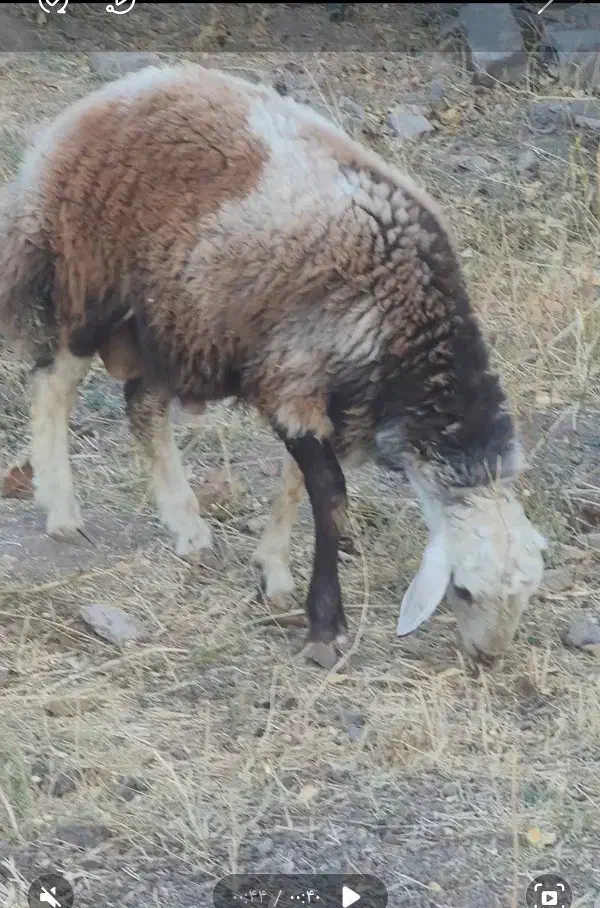 گوسفند بره نر  و ماده چاق ۶ راس درجه یک|حیوانات مزرعه|مشهد, رده|دیوار