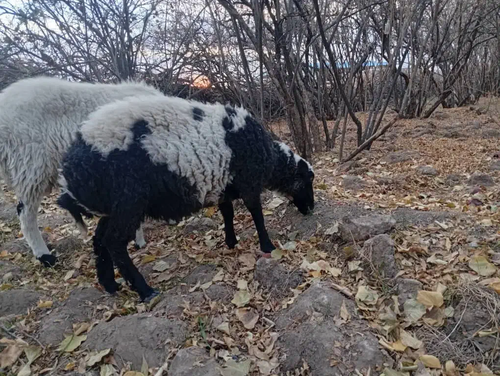 فروشی|حیوانات مزرعه|زرند, |دیوار