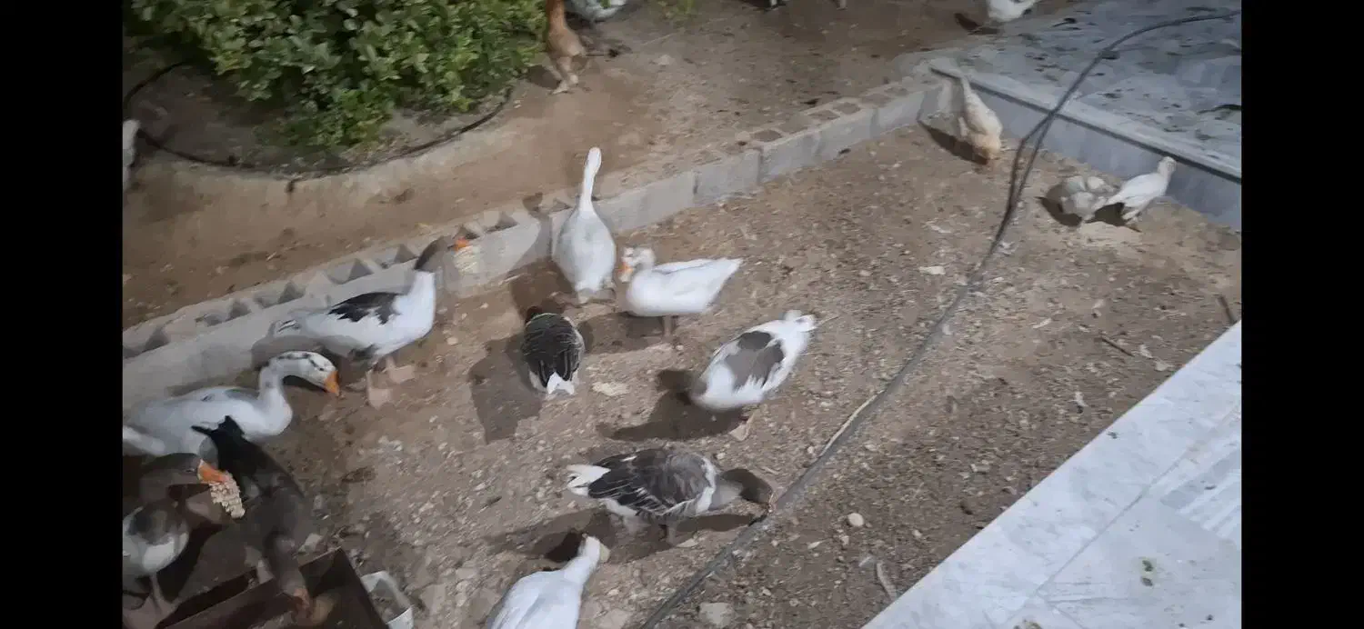 فروش غاز|پرنده|گله دار, |دیوار