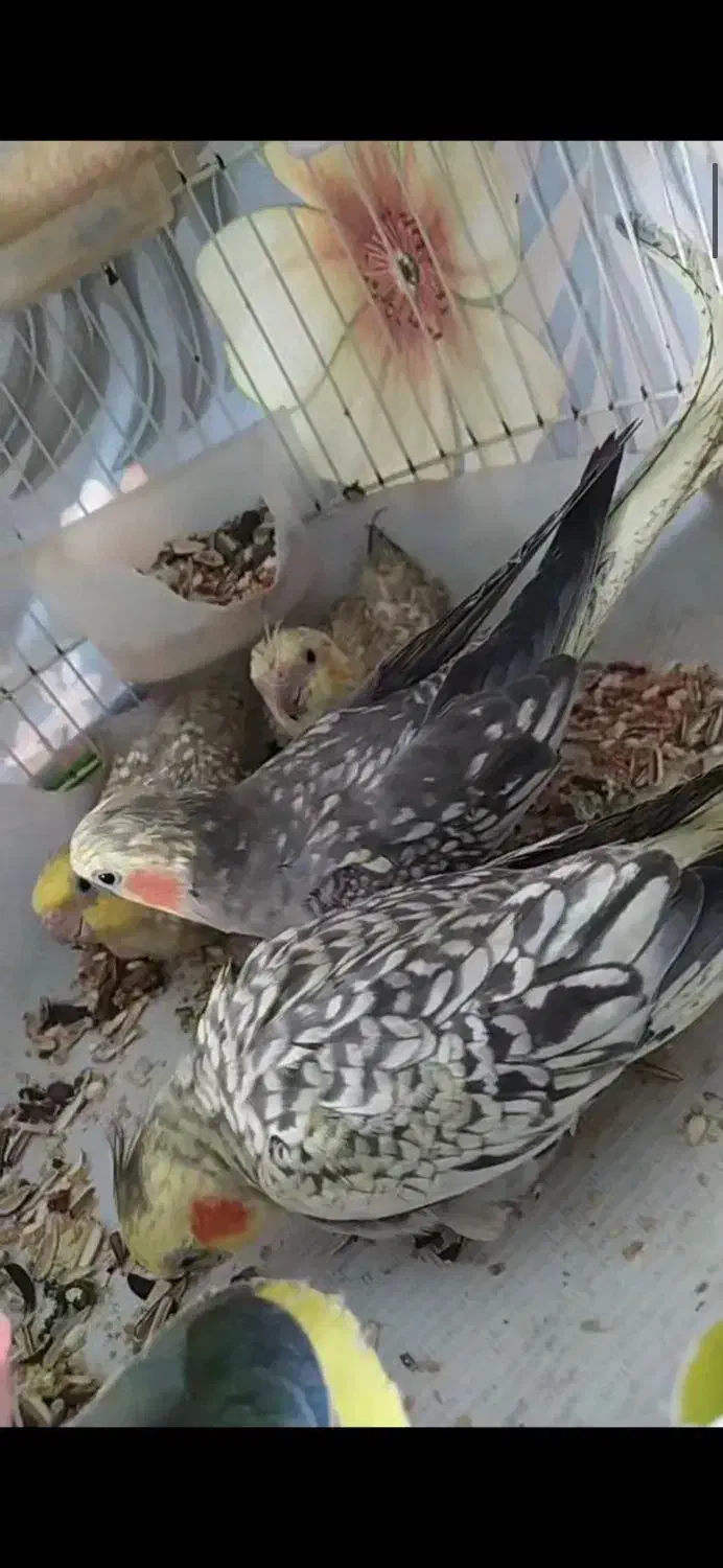 فروش  عروس هلندی  بالغ و جوجه|پرنده|تالش, هشتپر|دیوار