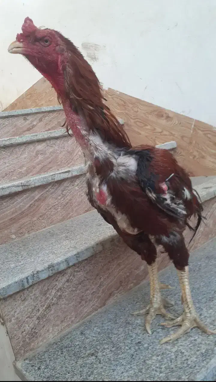 مرغ و خروس|حیوانات مزرعه|بند زرک, |دیوار