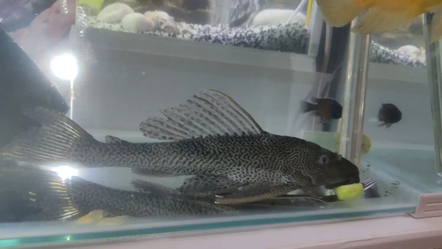 کتفیش بزرگ سالم و سرحال|ماهی|برخوار, |دیوار